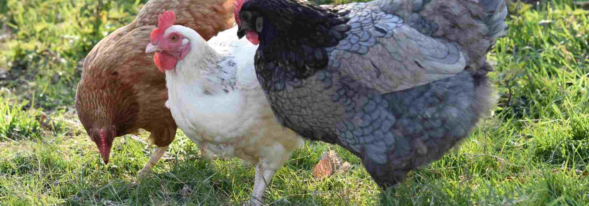 How to manage the cohabitation of chickens with domestic animals: our tips!