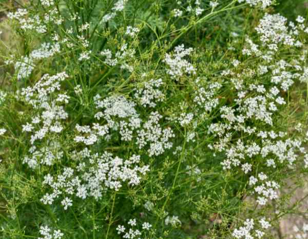 How to sow cumin?