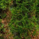 Conifer browning: causes and solutions
