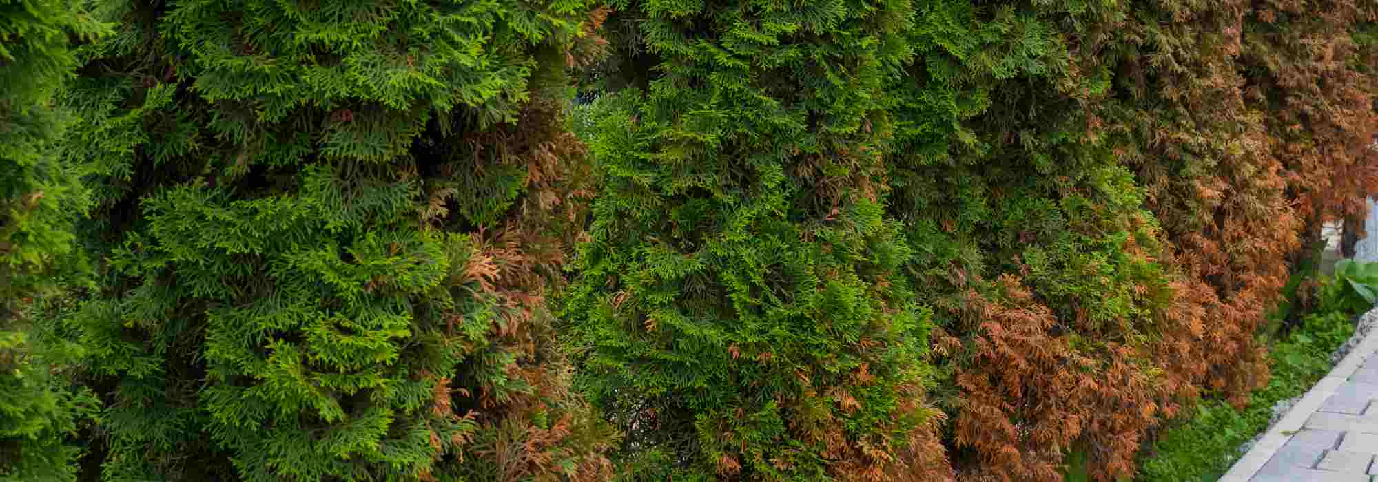 Conifer browning: causes and solutions