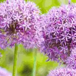 How to protect Allium bulbs from rodents and diseases?