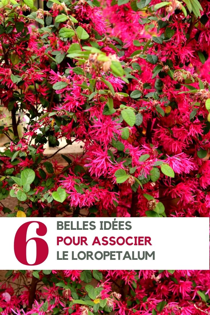 Loropetalum: Ideas for Garden Companions