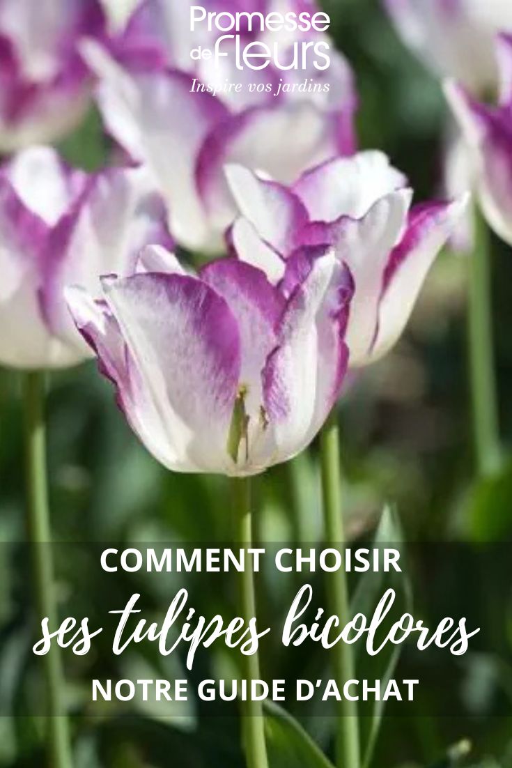 bicoloured tulips buying guide
