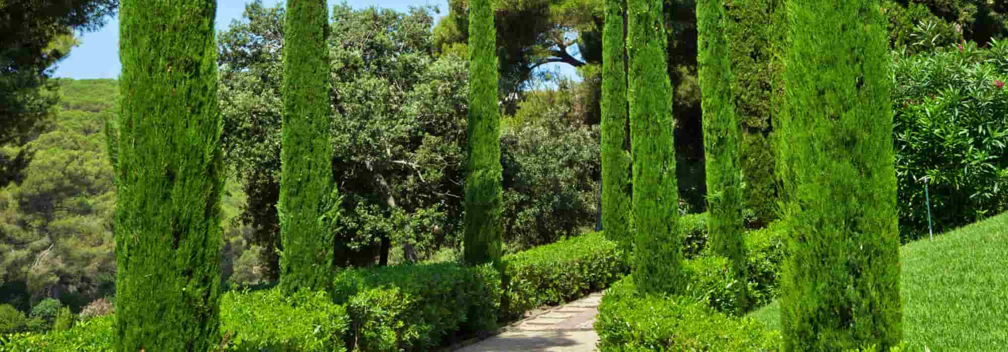 How to incorporate cypress trees into a contemporary garden?