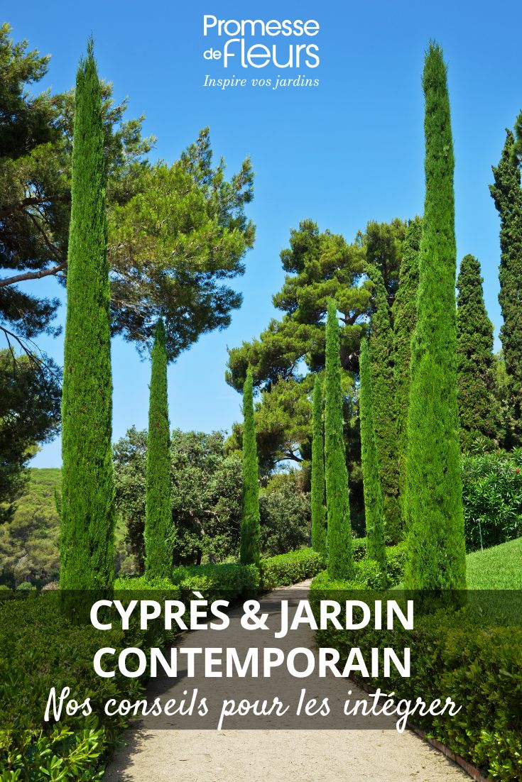How to incorporate cypress trees into a contemporary garden