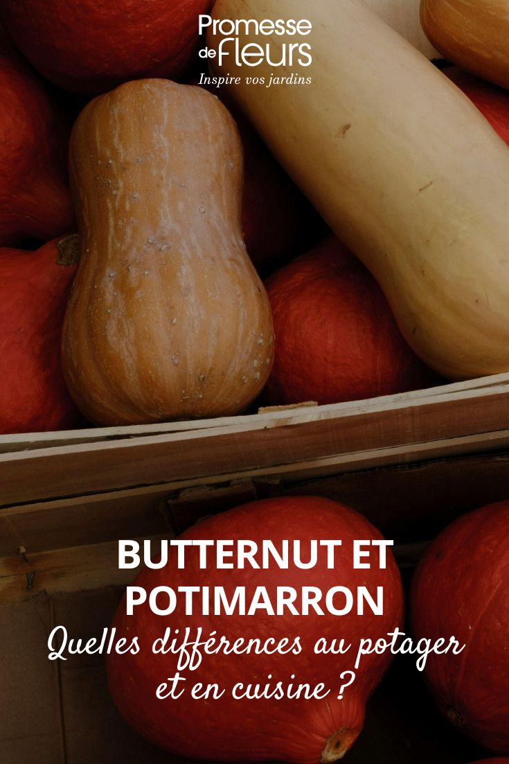 Butternut and potimarron, what are the differences? Butternut squash and red kuri squash