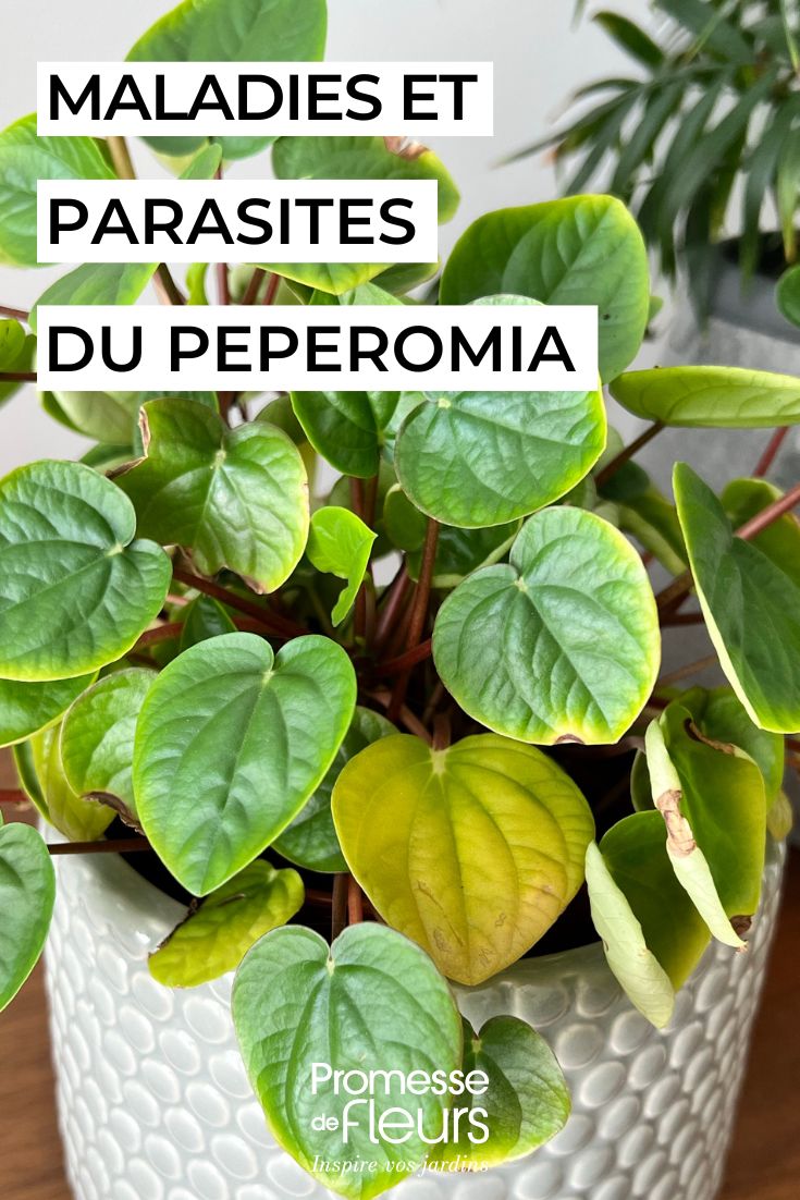 Soothing the Peperomia