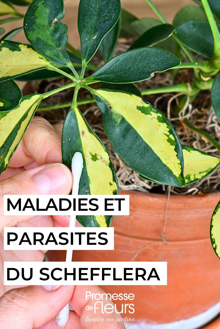 parasitic diseases of Schefflera