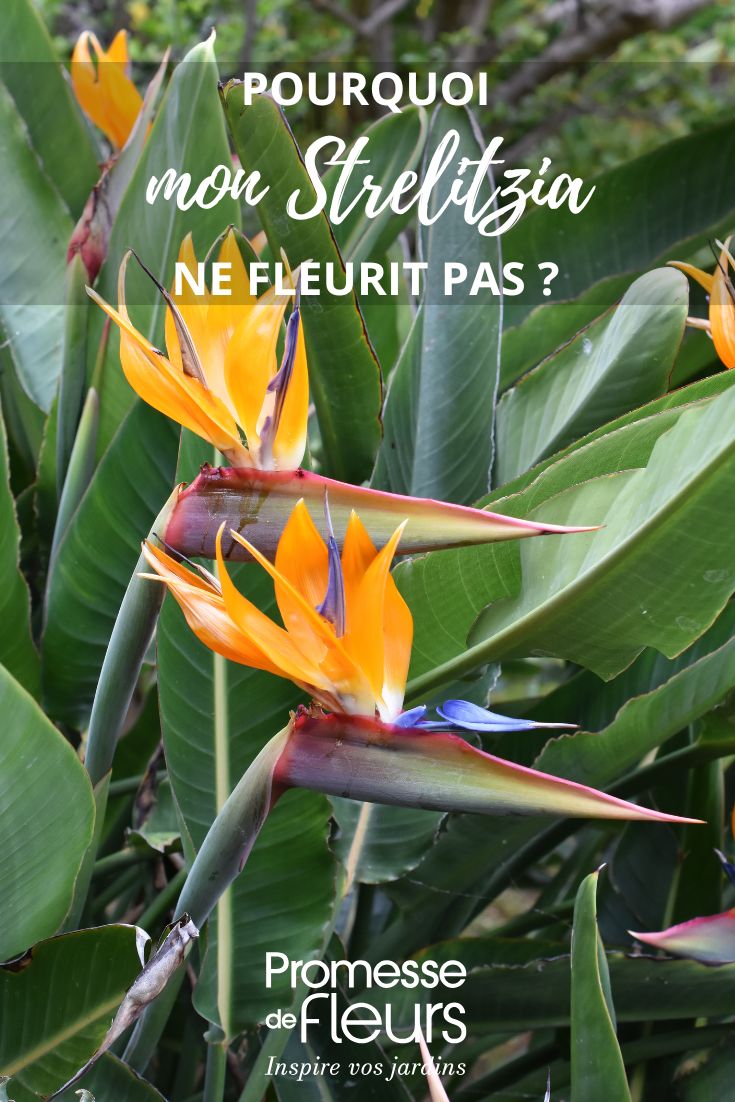 My strelitzia isn't flowering. flowering of bird of paradise