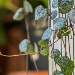 Hanging indoor plants: decor reaches new heights
