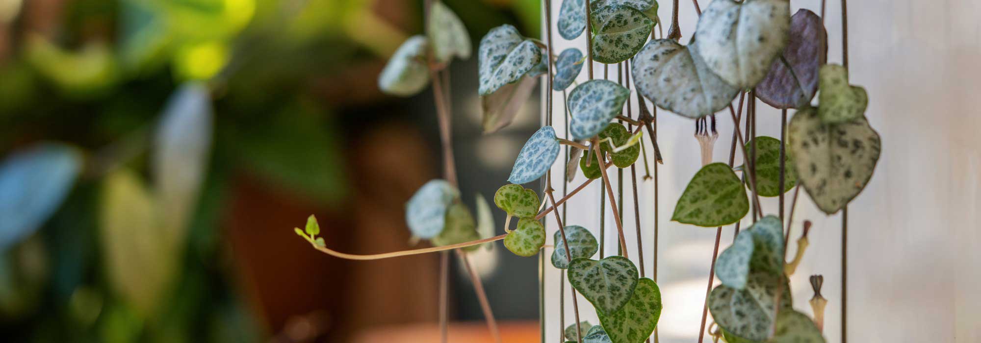 Hanging indoor plants: decor reaches new heights