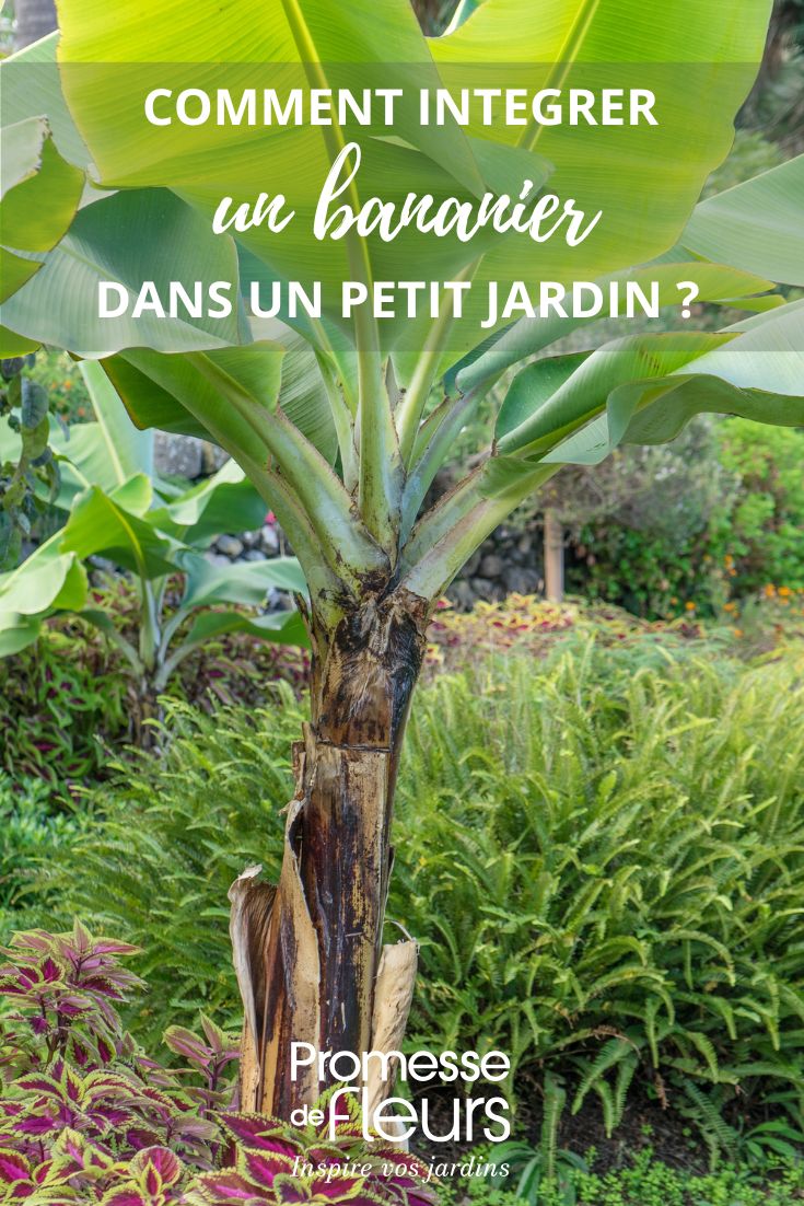 Integrating a banana plant into a small garden courtyard patio can be a delightful addition. Here are some tips to consider:

1. **Choose the Right Variety**: Opt for dwarf banana varieties, such as 'Dwarf Cavendish', which are more suitable for small spaces.

2. **Container Planting**: Use large pots or containers to grow your banana plant. This allows for mobility and better control over soil conditions.

3. **Sunlight Requirements**: Ensure the plant receives plenty of sunlight, ideally 6-8 hours a day. Position it in a spot that maximises exposure.

4. **Soil and Drainage**: Use well-draining potting mix. Bananas prefer rich, organic soil, so consider adding compost.

5. **Watering**: Keep the soil consistently moist but not waterlogged. Regular watering is essential, especially during hot weather.

6. **Fertilisation**: Feed your banana plant with a balanced fertiliser every few weeks during the growing season to promote healthy growth.

7. **Wind Protection**: If your patio is windy, consider placing the banana plant near a wall or using windbreaks to protect it.

8. **Aesthetic Arrangement**: Pair the banana plant with other tropical plants or colourful flowers to create a vibrant, lush atmosphere.

By following these tips, you can successfully integrate a banana plant into your small garden courtyard patio, adding a touch of the tropics to your space.