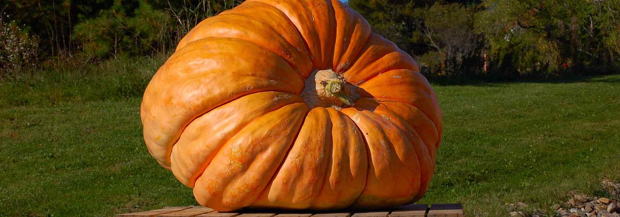 Giant pumpkins: the art of growing to extraordinary sizes