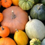 Different families of squash: choosing the right varieties for your garden