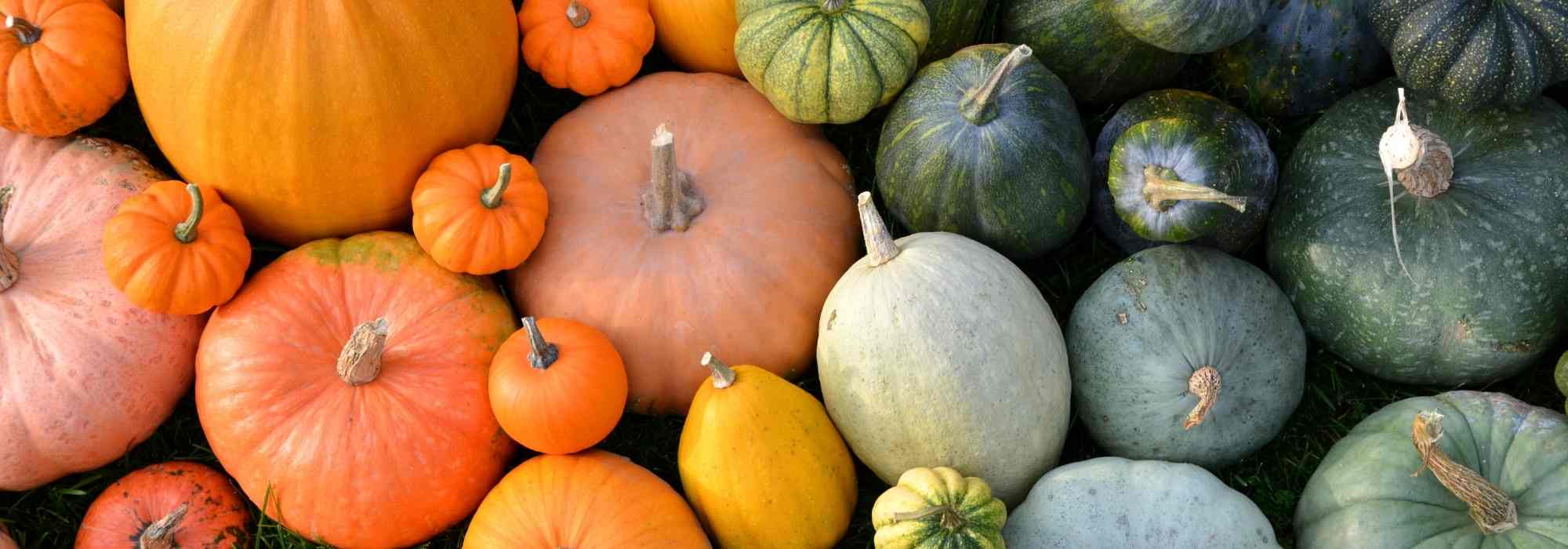 Different families of squash: choosing the right varieties for your garden