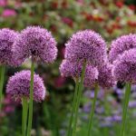 How to multiply alliums by bulb division?