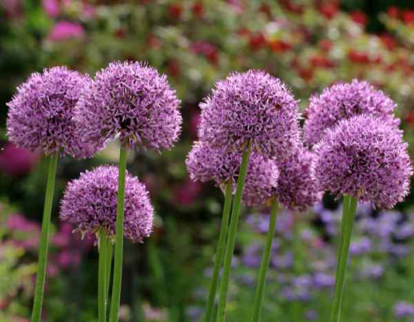 How to multiply alliums by bulb division?