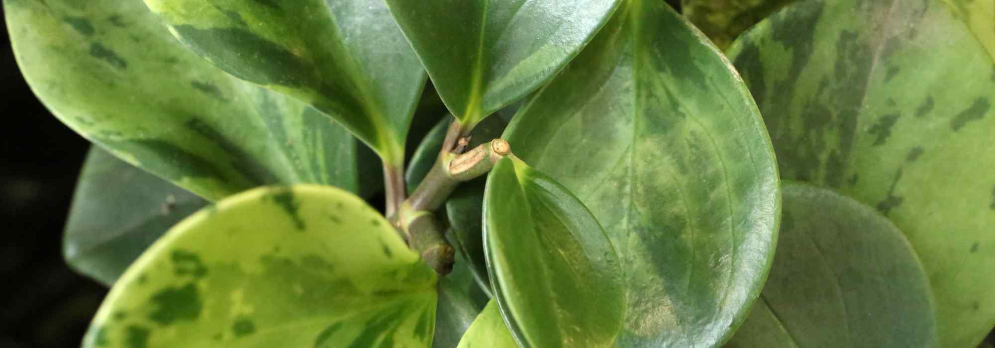 Peperomia diseases and parasitic pests