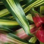 Diseases and pests of Neoregelia