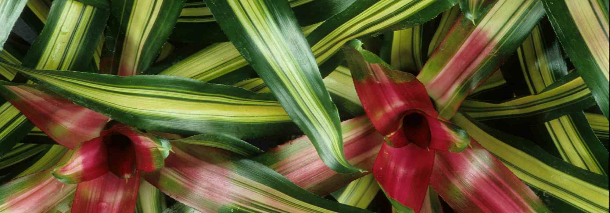 Diseases and pests of Neoregelia