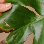 Diseases and pests of Monstera