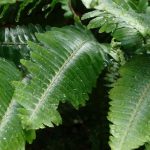 Boston fern indoors: Common diseases and parasitic problems
