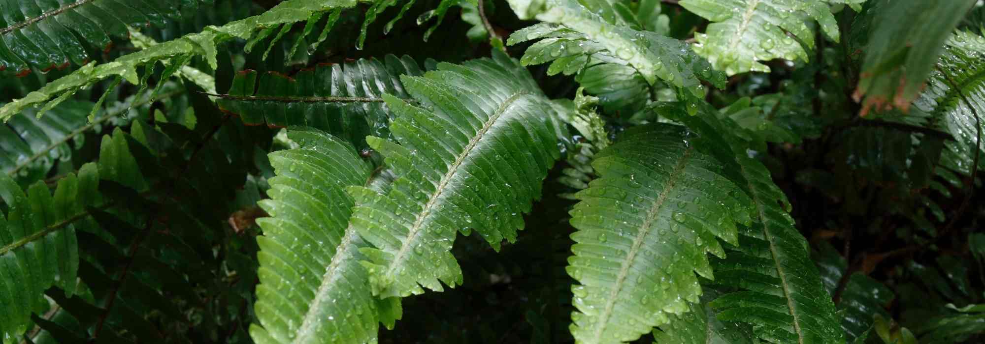 Boston fern indoors: Common diseases and parasitic problems
