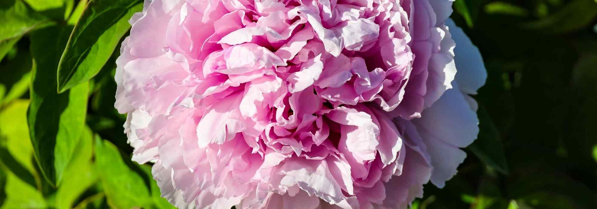 My shrub peony is not flowering. Why?