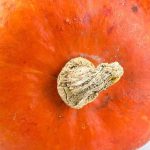 Growing red kury squash: our tips