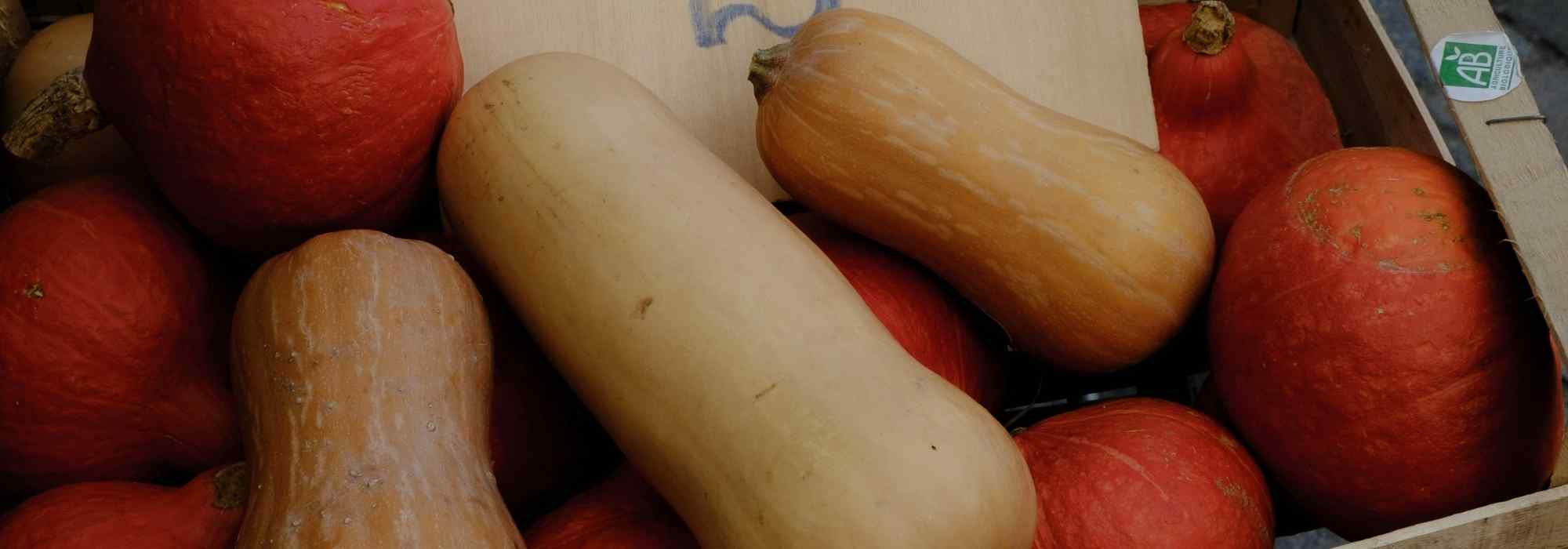 Butternut squash vs potimarron squash: what are the differences in the kitchen garden and in cooking?