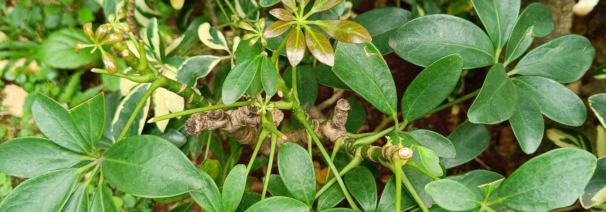 Diseases and pests of Schefflera