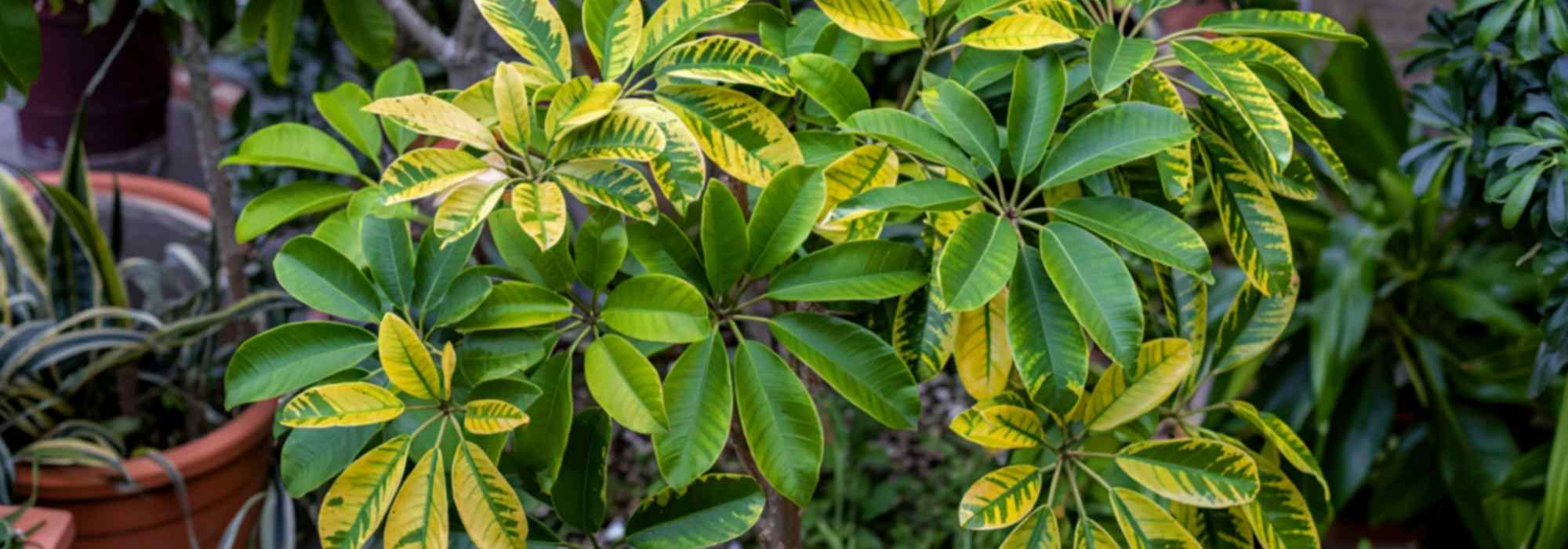 Schefflera: seasonal care
