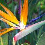 My Strelitzia isn't flowering: causes and solutions