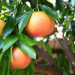 How to prune a grapefruit tree?