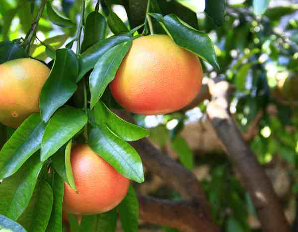 How to prune a grapefruit tree?