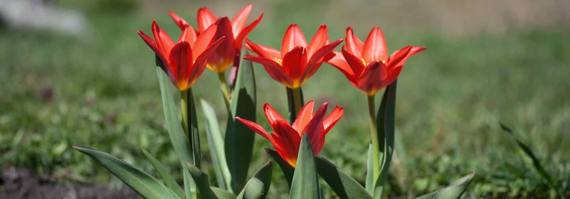 How to choose early tulips for early spring flowering?