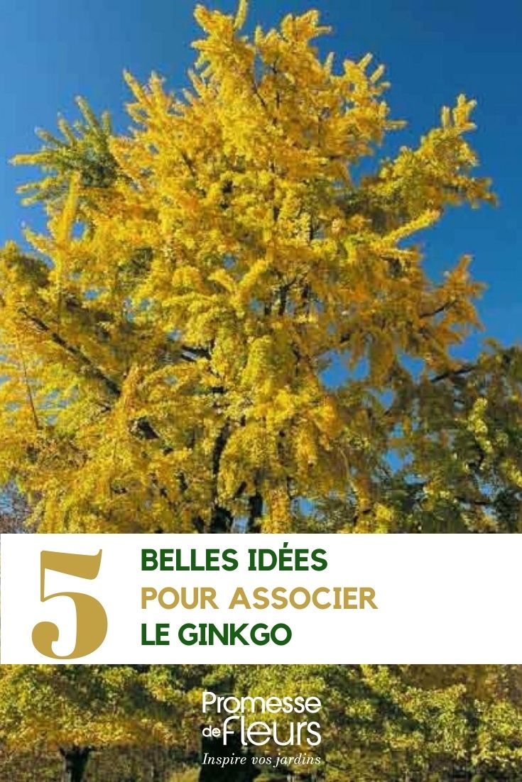 Ginkgo