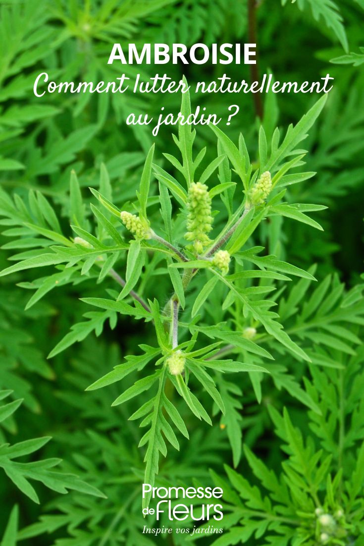Ragweed: how to get rid of it?