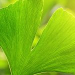 Ginkgo biloba: why does this tree fascinate so many gardeners?