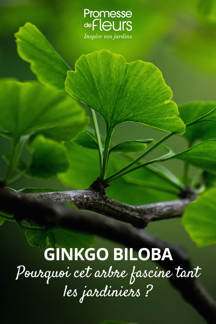 ginkgo leaf