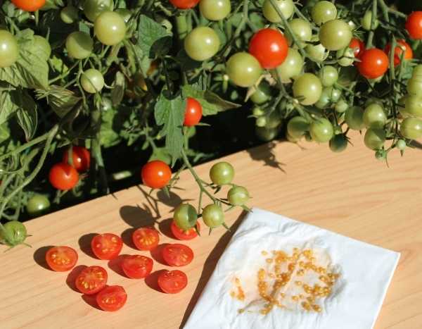 How to dry and store vegetable seeds properly?