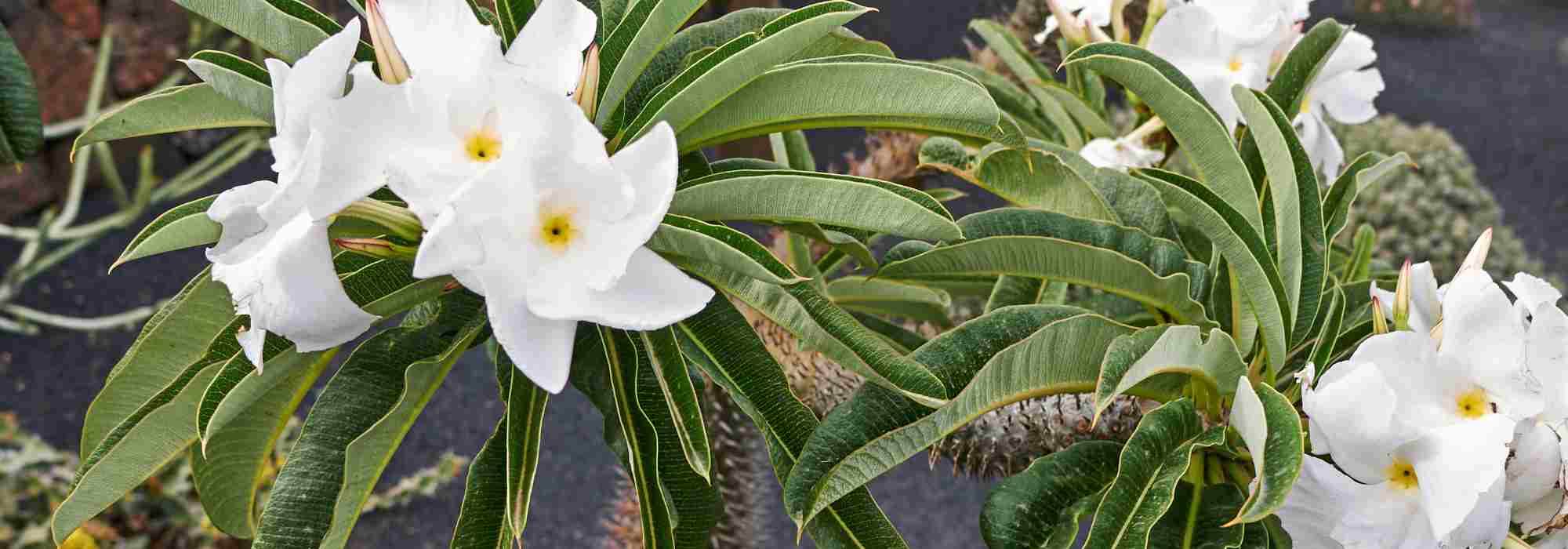 Madagascar palm: to grow and care for