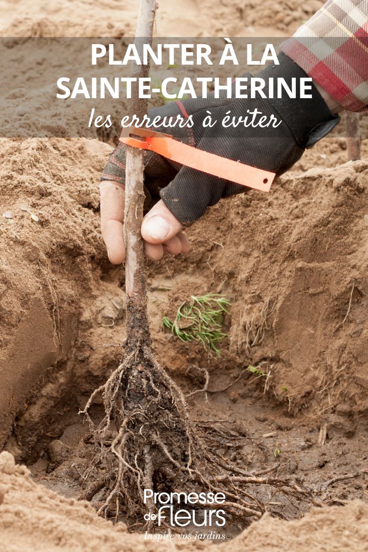 Planting on Saint Catherine's Day: Mistakes to Avoid (1) Planting a naked root