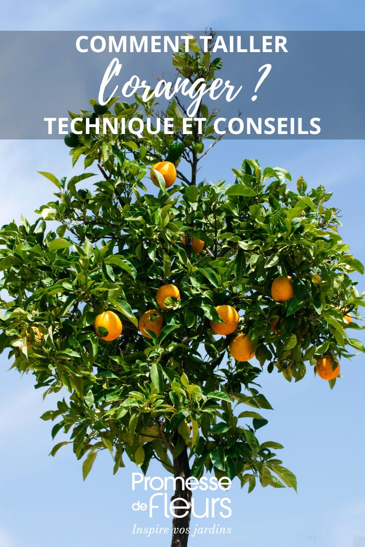 Pruning the orange tree: when and how a ball-shaped orange tree