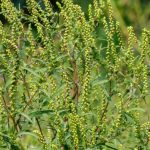 Ragweed: how to control it naturally in the garden?