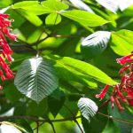 7 trees with red flowers for a vibrant garden!