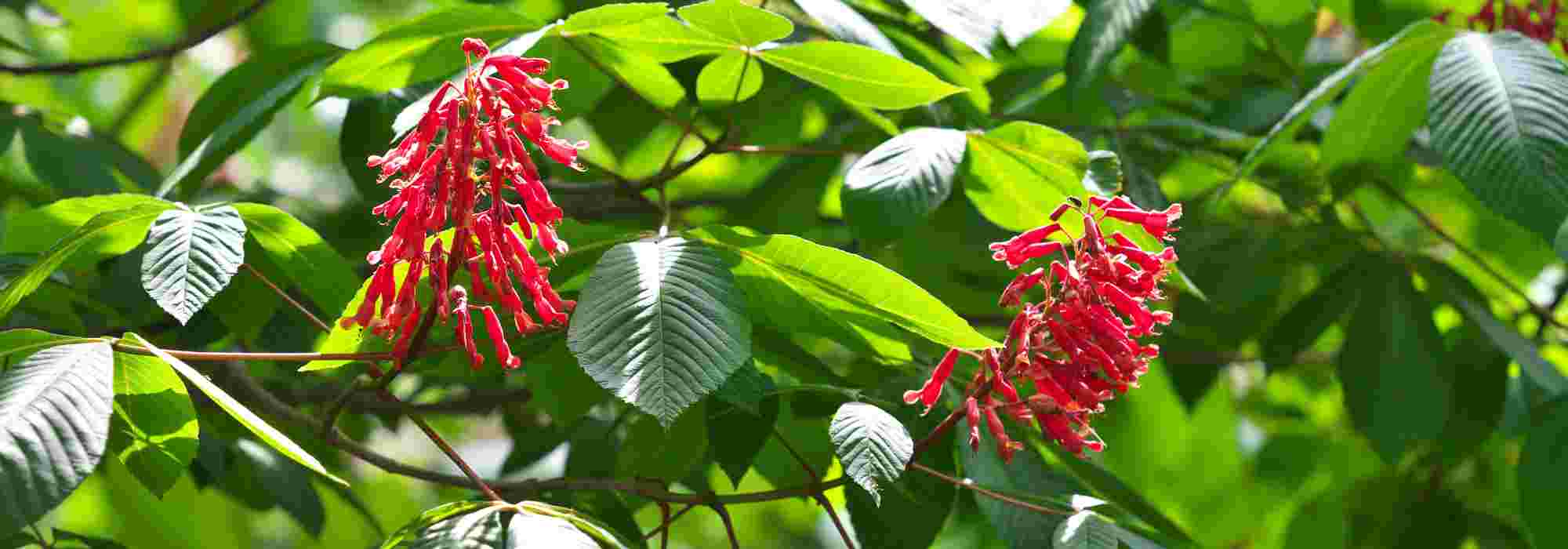 7 trees with red flowers for a vibrant garden!
