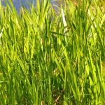 Carex are a good solution for banks and damp soils!