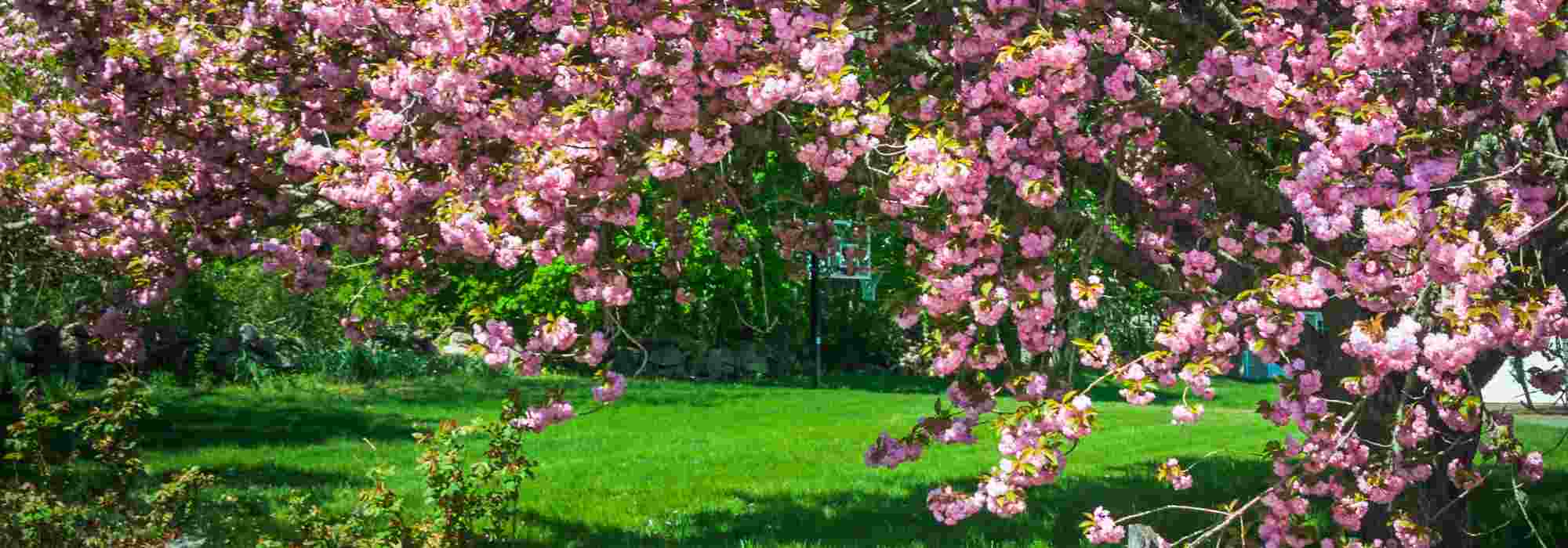 Diseases and pests of Japanese cherry trees