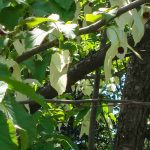 How to choose a Davidia or handkerchief tree?